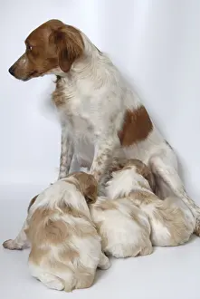 Litters: Brittany Spaniel puppies one month and a half sucking