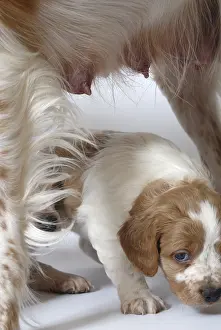 Studios: Brittany Spaniel puppiy one month and a half