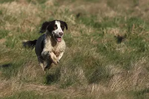 Hunted: Brittany spaniel running in the grass GB