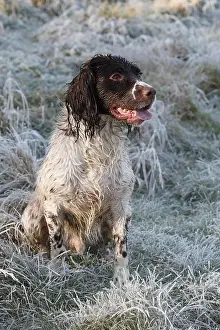 Hunted: Brittany spaniel sitting in frozen meadow GB