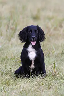 Hunted: Brittany spaniel sitting in a meadow GB