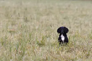Hunted: Brittany spaniel sitting in a meadow GB