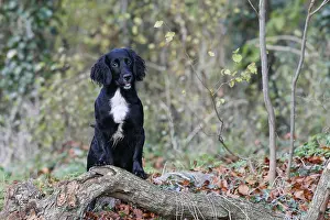 Hunted: Brittany spaniel sitting in a wood GB