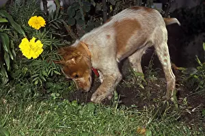 Digging: Brittany Spaniel young bitch digging a hole in the garden