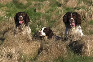 Hunted: Three Brittany spaniels in the grass GB