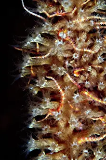 Lea Lee: Brittele Star