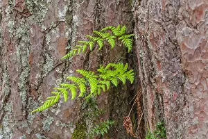 Morlich: Brittle bladderfern - two fronds of common fragile