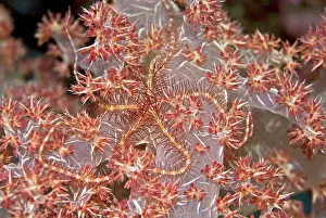 Brittlestar: Brittle Star