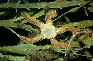 Brittlestar: Brittle Star