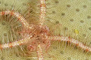 Brittlestar: Brittle Star