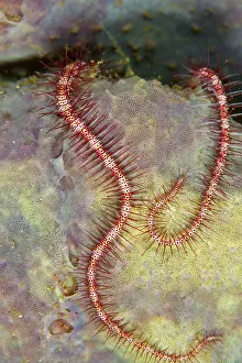 Brittlestar: Brittle Star