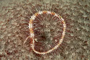 Brittlestar: Brittle Star