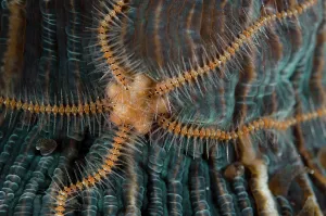 Mosque: Brittle Star