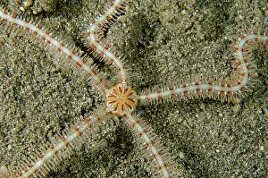 Ophiothrix: Brittle Star