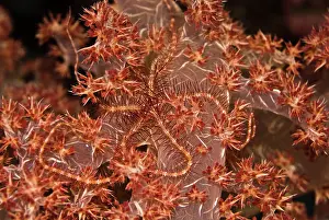 Blending: Brittle Star - Blending into it's home on the soft