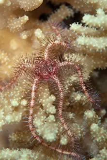 Mini: Brittle Star - on coral during night dive