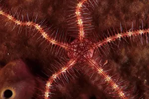 Ophiothrix: Brittle star, Ophiothrix sp. Walindi, West New Britain, Pa