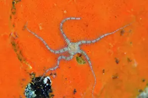 111020: Brittle Star - River dive site, Tulamben, Karangasem
