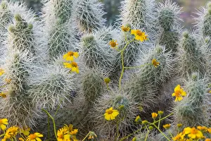 Brittlebush: Brittlebush or brittlebrush (Encelia farinosa) flowers