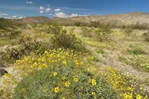 Brittlebush: Brittlebush, Desert Dandelion (Malacothrix glabrata)