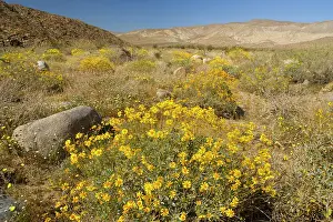 Brittlebush: Brittlebush and Desert Dandelions (Malacothrix glabrata)