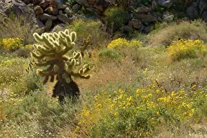 Brittlebush: Brittlebush, Desert Dandelions (Malacothrix glabrata)