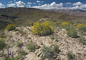 Brittlebush: Brittlebush in flower
