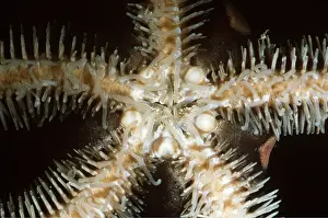 Echinoderms: BRITTLESTARS - Showing Mouth Spines and Tube Feet