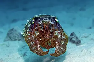 Armed: Broad-armed broadclub cuttlefish (Sepia latimanus)