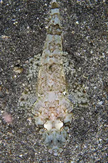 Broad: Broad-band Flathead