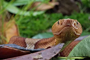 Copperhead: Broad-banded Copperhead (Agkistrodon contortrix