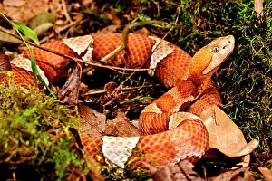 Northcott: Broad-banded Copperhead, Agkistrodon contortrix
