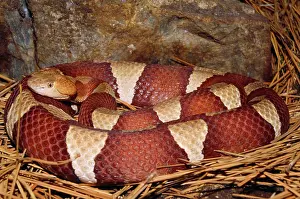 Copperhead: Broad-banded Copperhead Snake