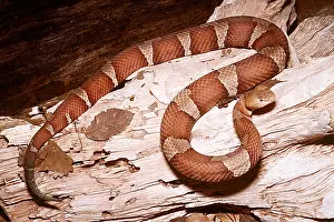 Broad: BROAD-BANDED COPPERHEAD SNAKE