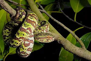 Broad: Broad Banded Pit Viper (Tropidolaemus laticinctus)