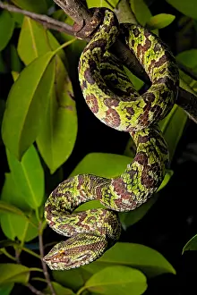 Broad: Broad Banded Pit Viper (Tropidolaemus laticinctus)