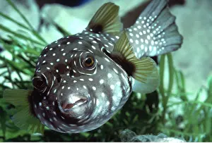 Pufferfish: Broad-Barred Pufferfish - Poisonous flesh (gonads & liver)