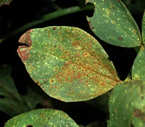 Faba: Broad bean rust