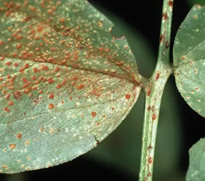 Halo: Broad bean rust