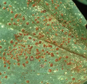 Halo: Broad bean rust