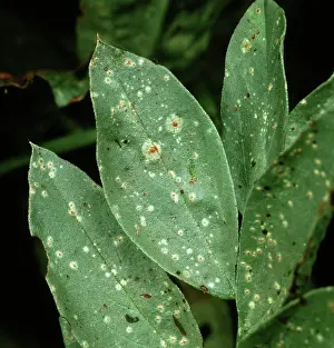 Bean: Broad bean rust