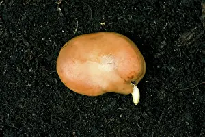 Germinating: Broad Bean Seed Germinating