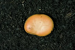 Germinating: Broad Bean Seed Germinating