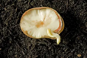 Germinating: Broad Bean Seed Germinating