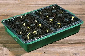 Tray: Broad Bean Seedlings - in seed tray