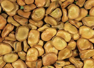 Leguminosae: Broad bean seeds
