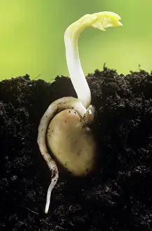Appearing: Broad Bean - shoot appearing above soil