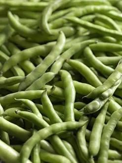 Faba: Broad bean, Vicia faba, Top view of a mass of pods