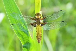 Depressa: Broad Bellied Chaser - Female on yellow flag