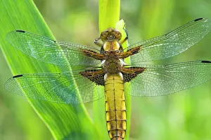Depressa: Broad Bellied Chaser - Female on yellow flag